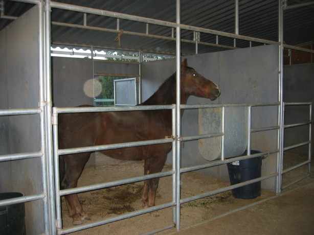 cahutta_in_stall.jpg